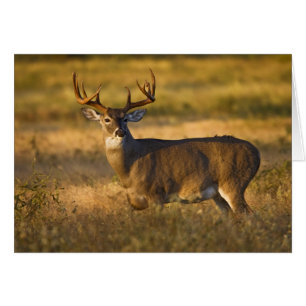 Cartão Veado-de-cauda-branca (Odocoileus virginianus) adu