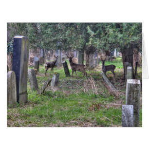 Cartão Veado Em Zentralfriedhof