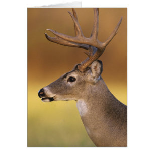 Cartão Veado-mateiro, Odocoileus virginianus,