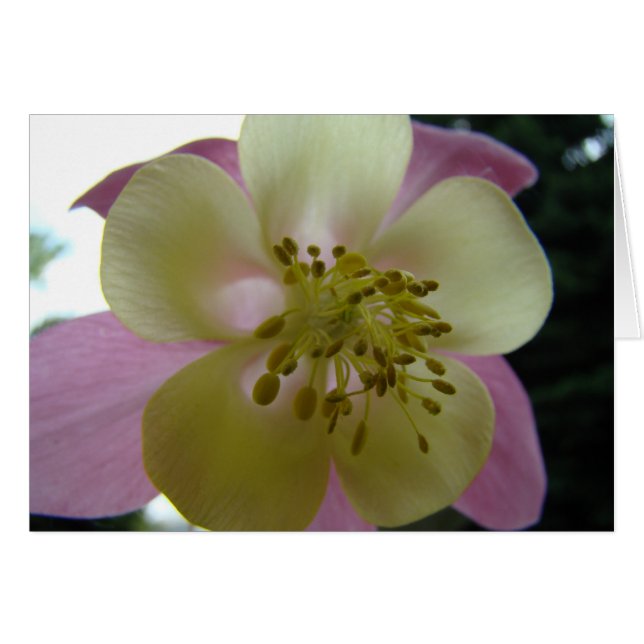 Cartão veduta (Frente Horizontal)