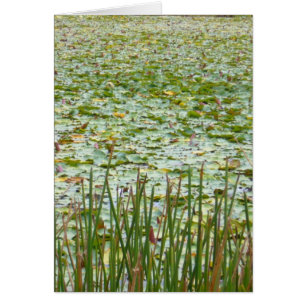 Cartão vegetação do lago