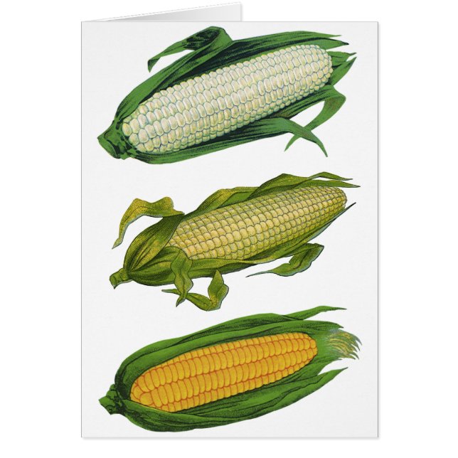 Cartão Vegetais saudáveis da Comida de colheita, milho fr (Frente)