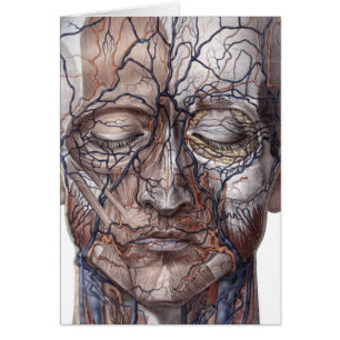 Cartão Veias e músculos principais