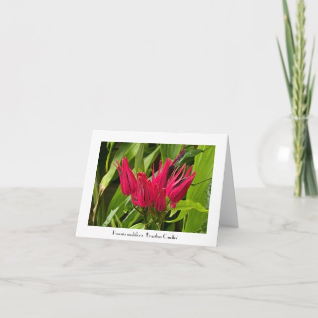 Cartão Velas brasileiras incomuns Saudações Obrigado Nota (Frente)