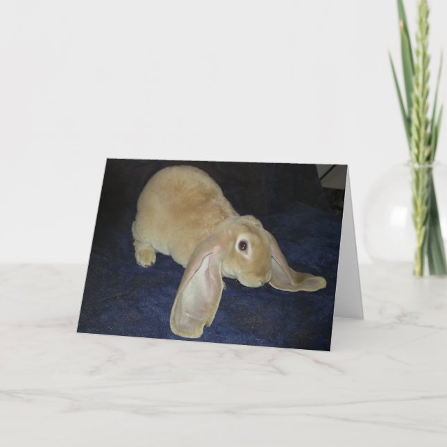 Cartão Velveteen Lop Note Card (Frente)