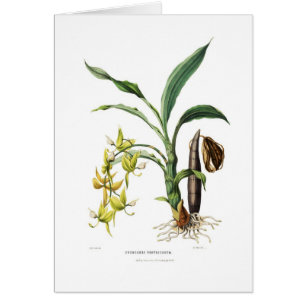 Cartão Ventricosum do Cycnoches