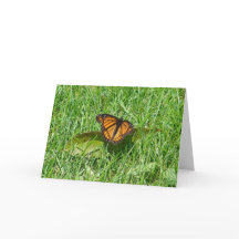 Verão de borboletas