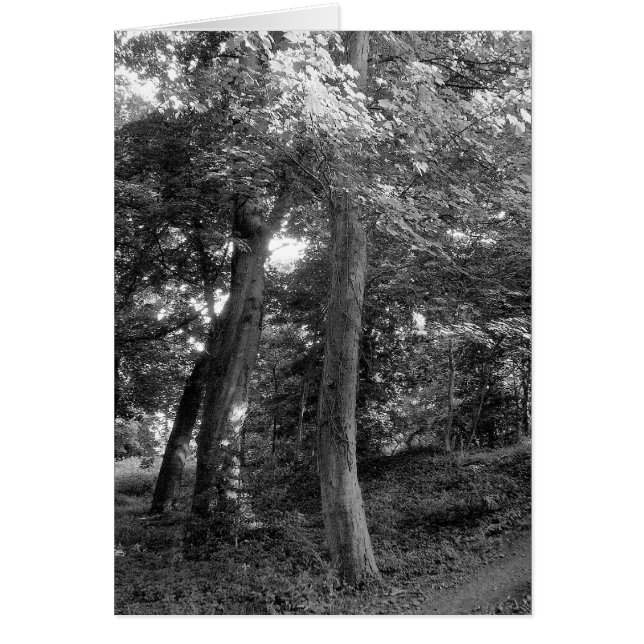 Cartão Verão na floresta (Frente)