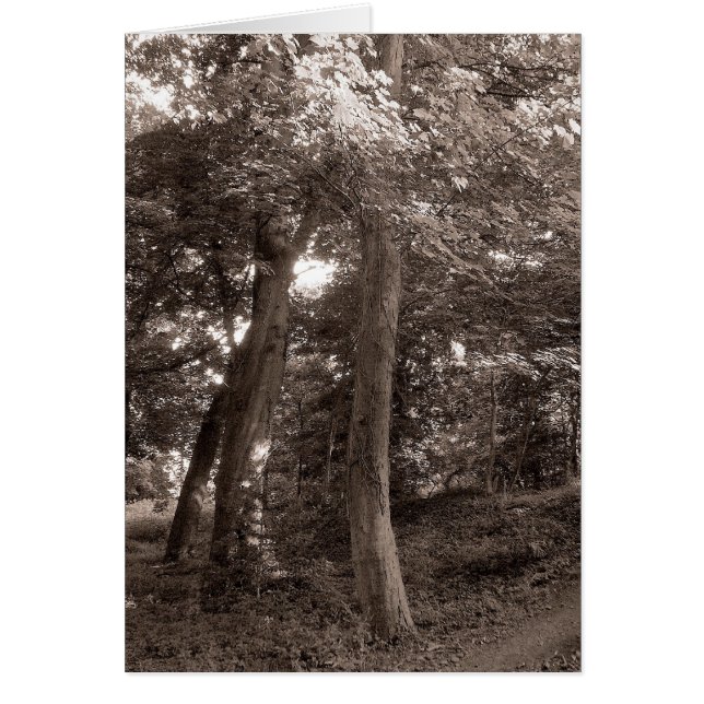Cartão Verão na floresta - Tonelada quente (Frente)