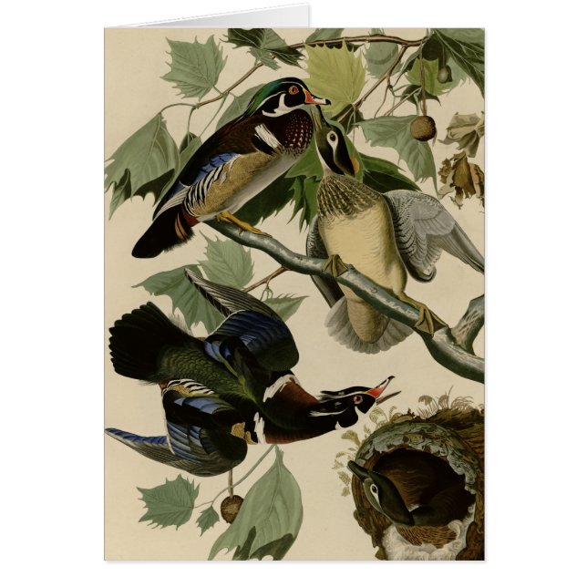 Cartão Verão ou pato de madeira (Frente)