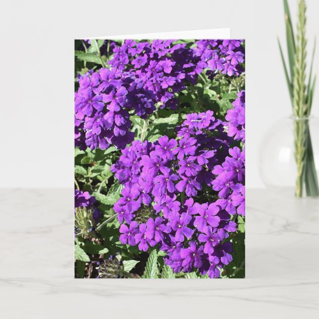 Cartão Verbena Purple (Frente)