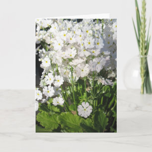 Cartão Verbena - white spring flowers