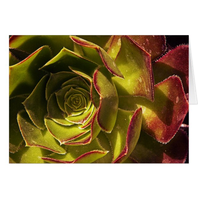 Cartão Verde (Frente Horizontal)