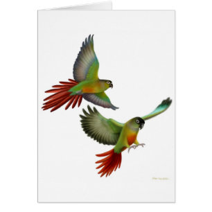Cartão verde de Conures do mordente