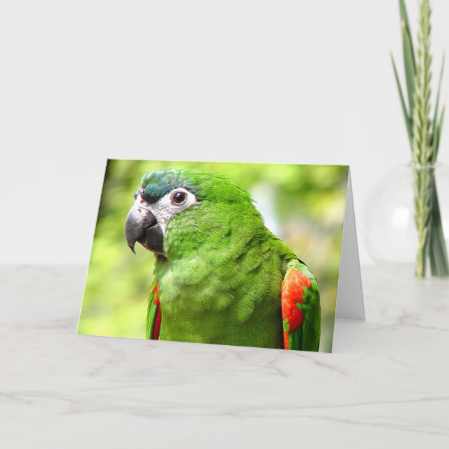 Cartão Verde de Saudação 2 (Frente)
