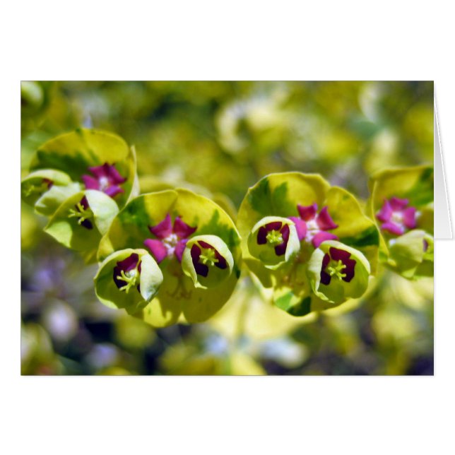 Cartão Verde e Flores 105 (Frente Horizontal)