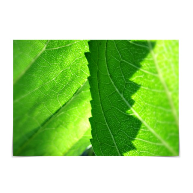 Cartão verde folha de emprego "Novo início" (Criador carregado)