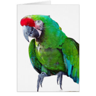 Cartão Verde para o Papagaio