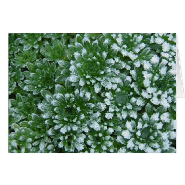 Cartão Verdes congelados (Frente Horizontal)