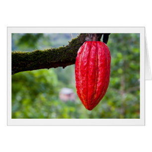Cartão vermelho de cacau