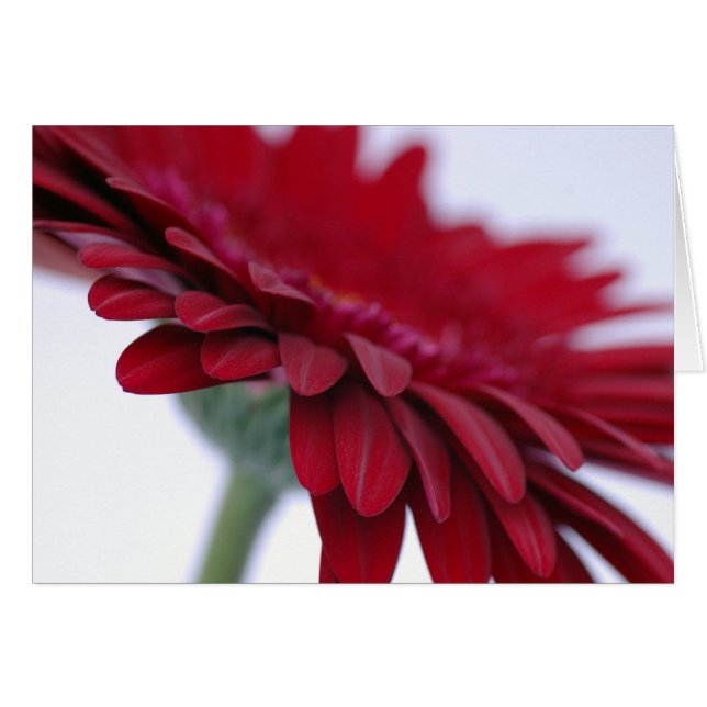 Cartão vermelho de veludo (Frente Horizontal)