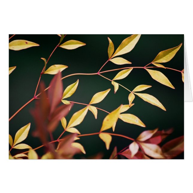 Cartão vermelho e Dourado (Frente horizontal)