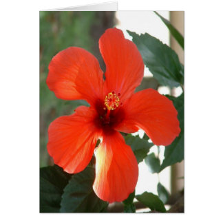 Cartão Vermelho grande