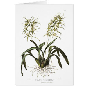 Cartão Verrucosa do Brassia