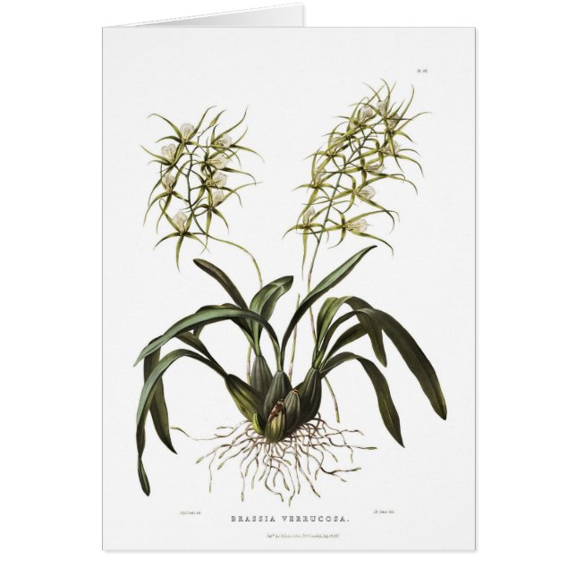 Cartão Verrucosa do Brassia (Frente)