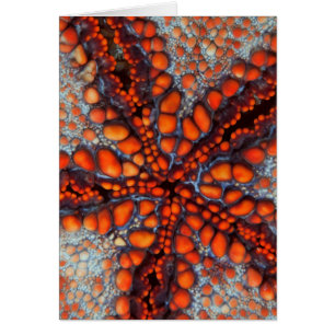 Cartão Verso da estrela de mar  Cambodia