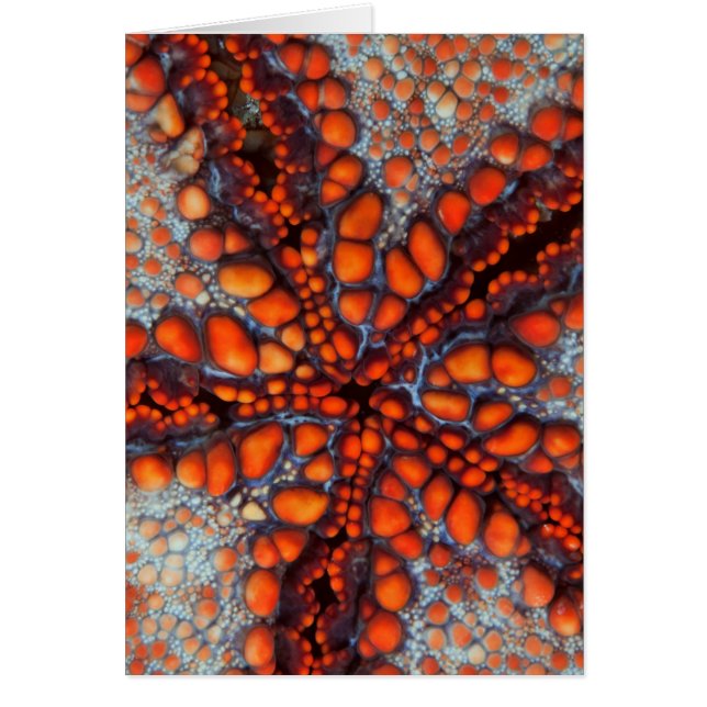 Cartão Verso da estrela de mar |Cambodia (Frente)