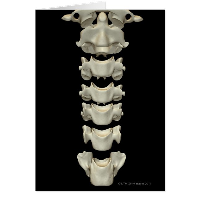 Cartão Vertebrae Cervical 7 (Frente)