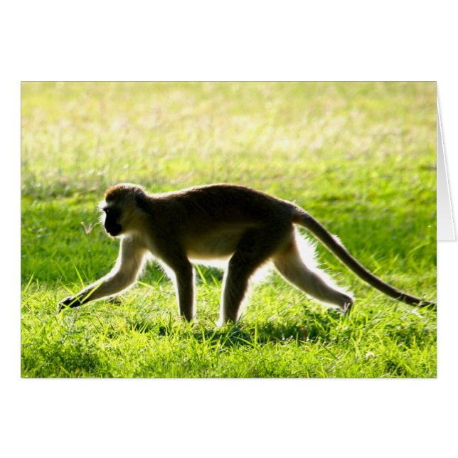 Cartão Vervet Monkey Morning (Frente horizontal)