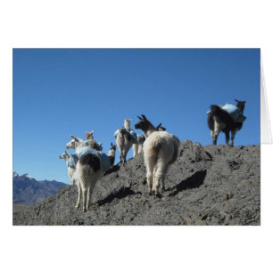 Cartão Viagem do rebanho do bloco dos lamas em montanhas
