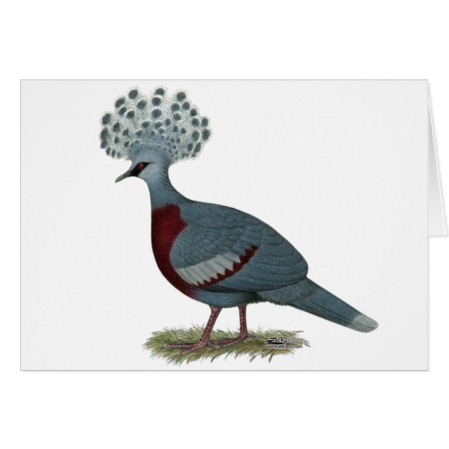 Cartão Victoria Crowned Pigeon (Frente horizontal)