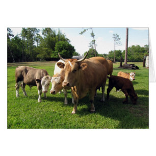 Cartão Vida fazenda (6003) - Vacas