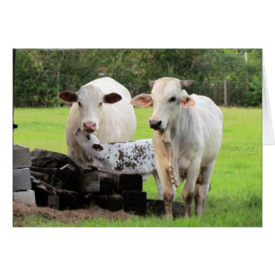 Cartão Vida fazenda (7329) - Vacas