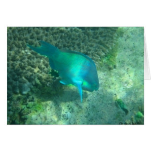 Cartão Vida marinha