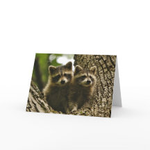 Vida Selvagem - Baby Raccoons Photo