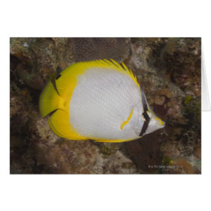 Cartão Vida subaquática, PEIXE: Spotfin colorido