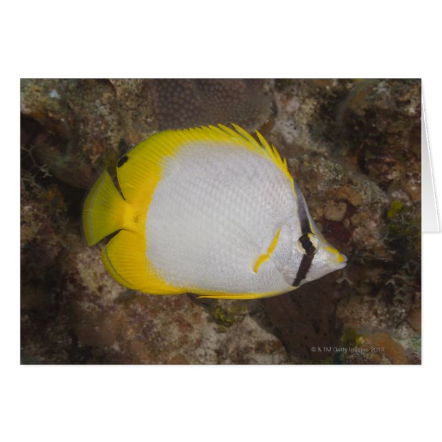 Cartão Vida Submarina, PEIXE: Caça Colorida (Frente Horizontal)