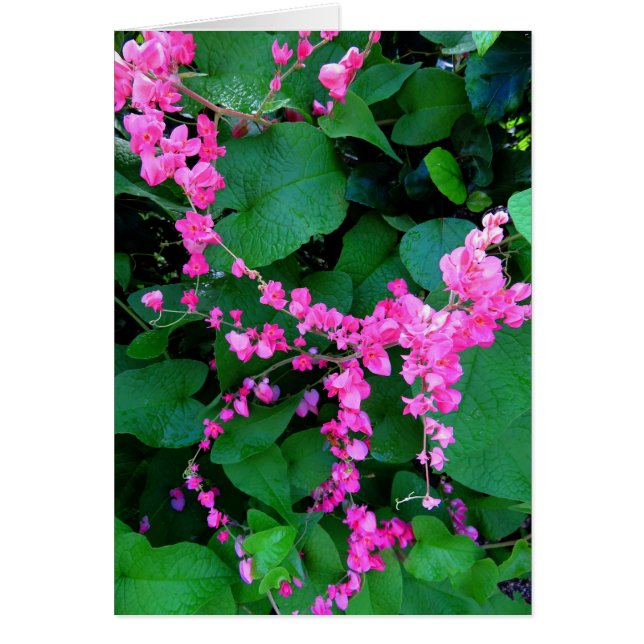 Cartão Videira coral cor-de-rosa (Frente)