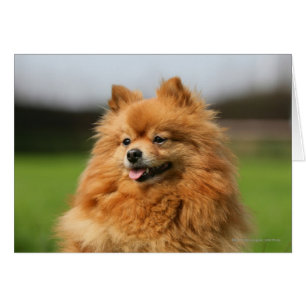Cartão Vigilância Pomeraniana