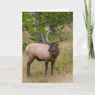 Cartão Vila Elk Lake Parque Nacional Yellowstone Wyoming