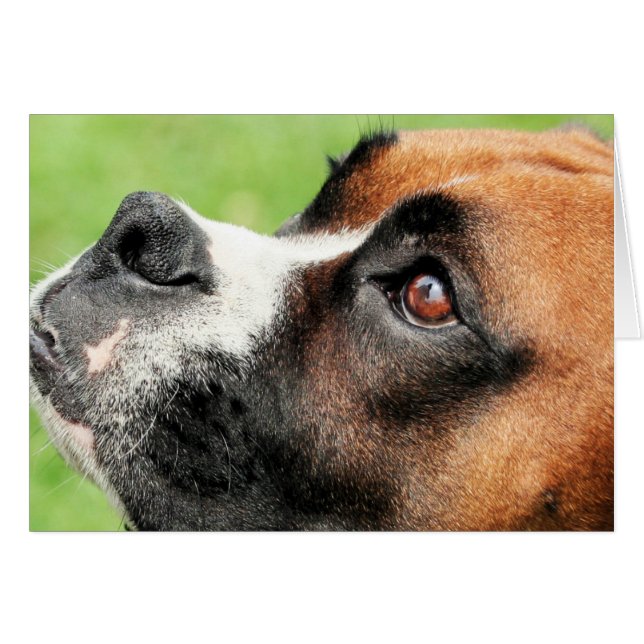 Cartão Vindy e filhotes de cachorro - foto 04 (Frente Horizontal)