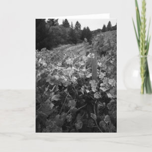 Cartão Vineyard and Hills, Draper Vineyard, 1966