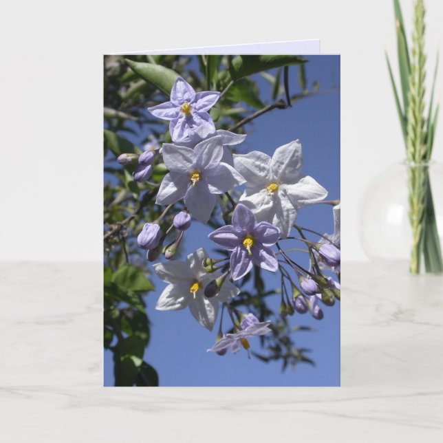 Cartão Vinha de batata (Frente)