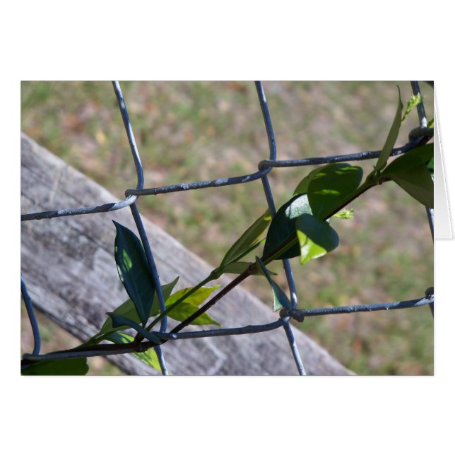 Cartão vinha numa cerca de elos de corrente - a vida enco (Frente Horizontal)