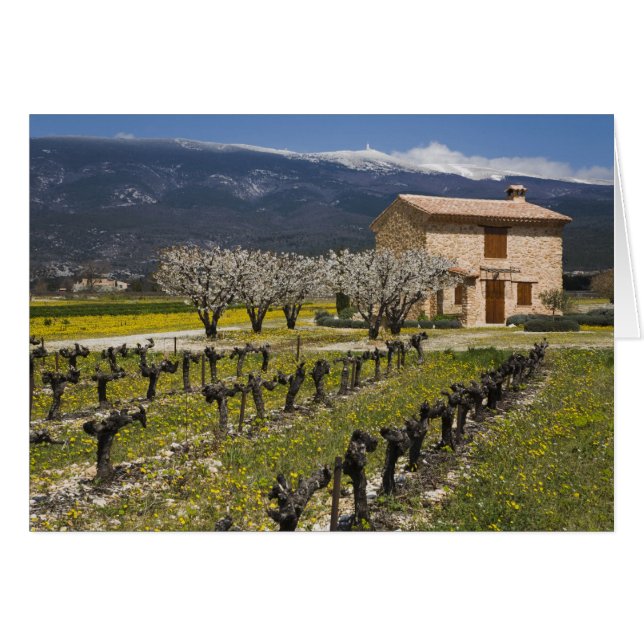 Cartão Vinhedo dormente, flores de frutas, casa de pedra, (Frente Horizontal)