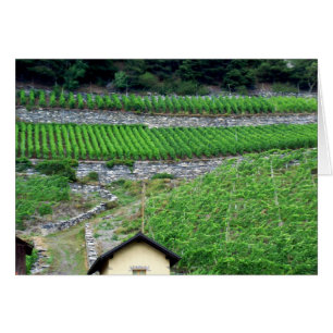 Cartão Vinhedos na suiça